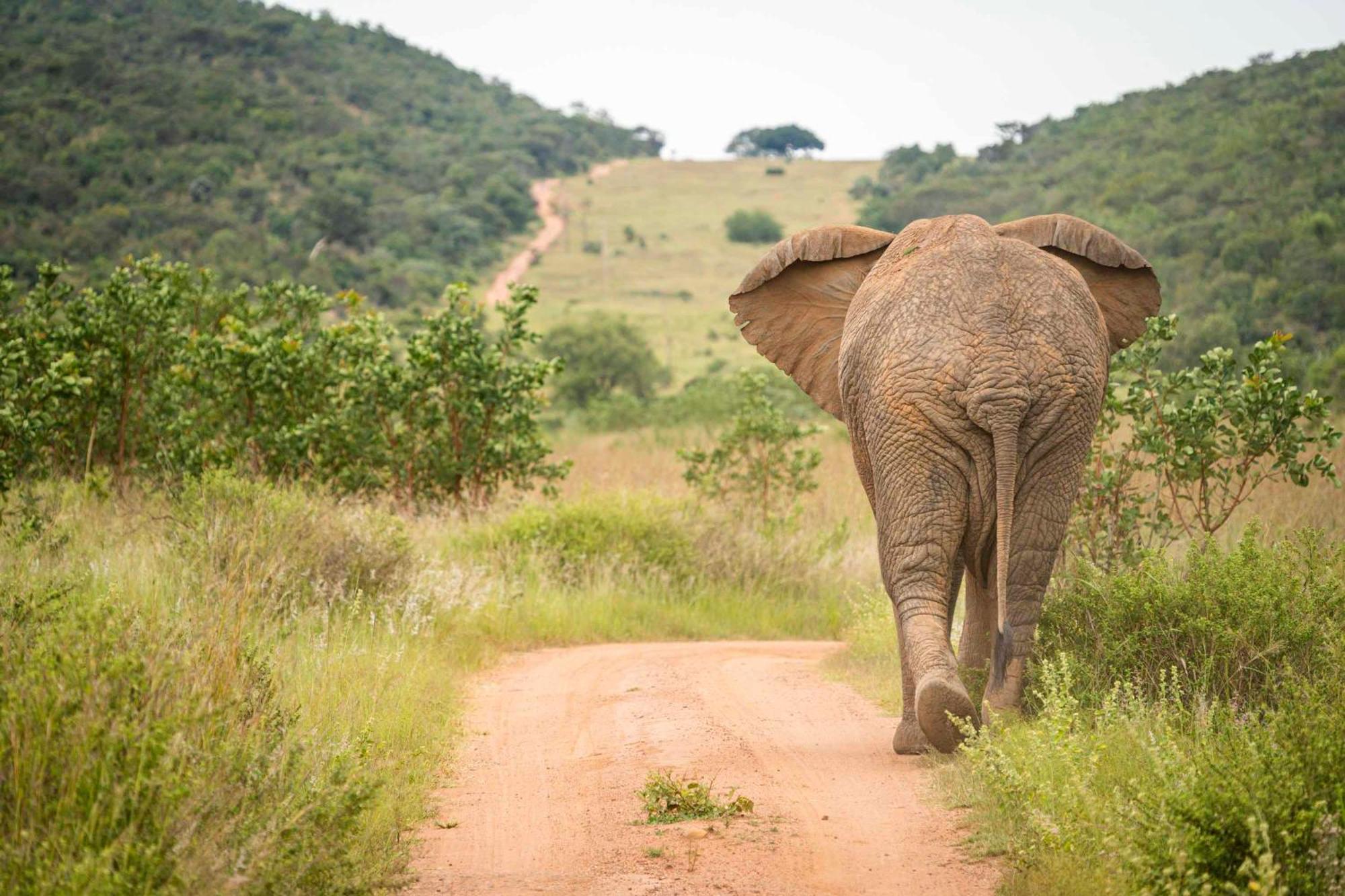 Tshwene Lodge ฟาลวอเทอร์ ภายนอก รูปภาพ