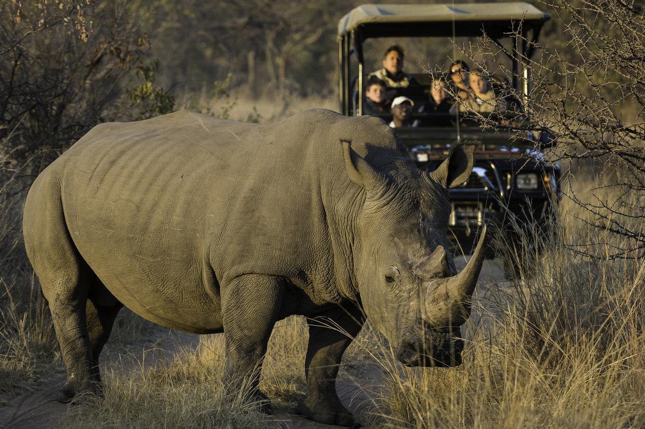 Tshwene Lodge ฟาลวอเทอร์ ภายนอก รูปภาพ